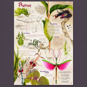 Affiche A2 Phasmes